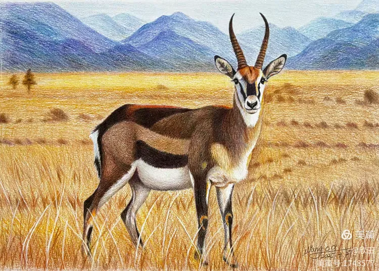 我的彩铅画(42)藏羚羊